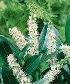 Close up of Otto Luyken Cherry Laurel foliage and flowers, long stalks of small white fuzzy looking flowers emerge from shiny dark green foliage