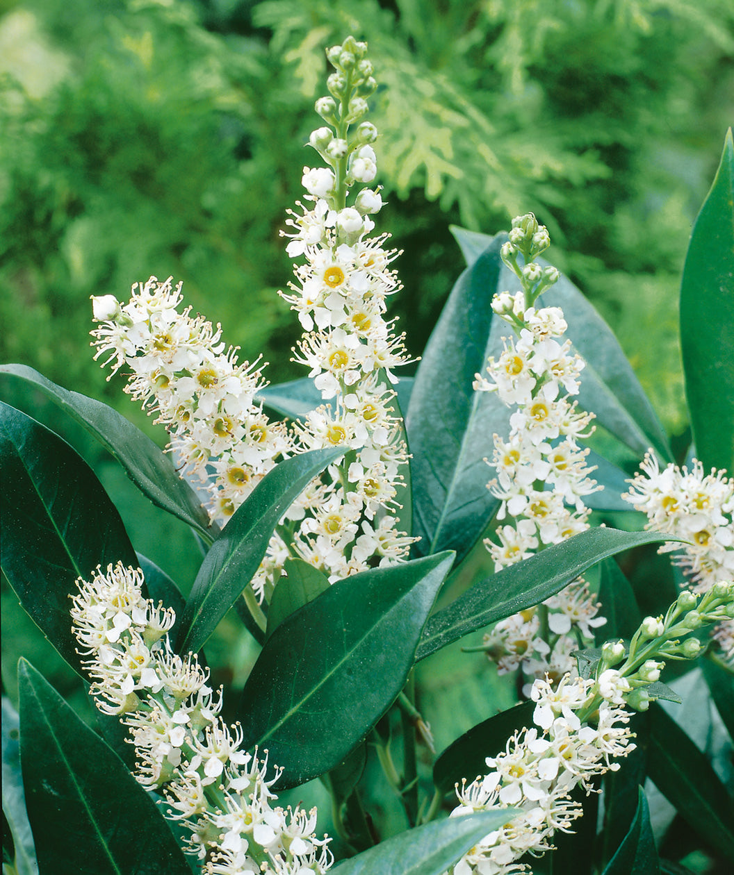 Close up of Otto Luyken Cherry Laurel foliage and flowers, long stalks of small white fuzzy looking flowers emerge from shiny dark green foliage