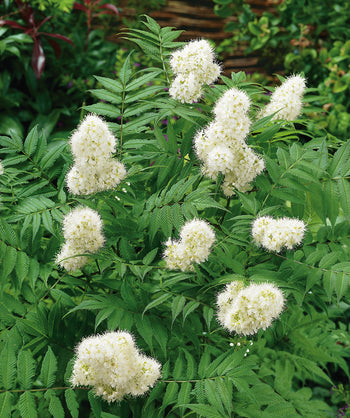 Close up of Sem False Spirea flowers and foliage small clusters of small wispy white flowers emerging from green crinkled looking narrow conical shaped leaves  Title