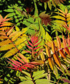 Close up of Sem False Spirea new growth, crinkled looking leaves that are narrow conical shaped colored with hues of green, orange, and red