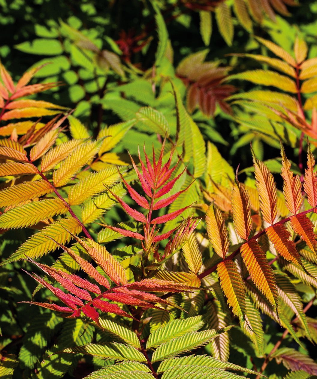 Close up of Sem False Spirea new growth, crinkled looking leaves that are narrow conical shaped colored with hues of green, orange, and red