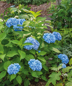 Nikko Blue Hydrangea planted in a landscape various large rounded clusters of small blue four petal flowers emerging from large green conical shaped foliage