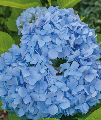 Close up of Nikko Blue Hydrangea flowers, large cluster of small blue four petal flowers