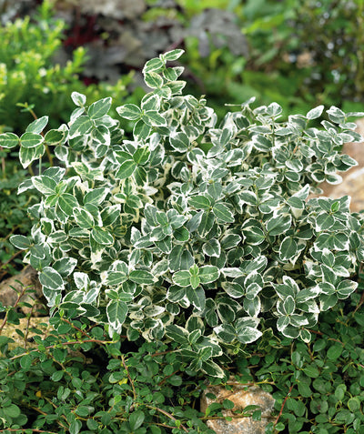 Close up of Emerald Gaiety Euonymus, small green conical shaped foliage with white edges