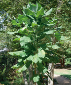 Bigleaf Magnolia planted in a landscape, large oblong wavy looking dark green leaves on a tannish colored trunk