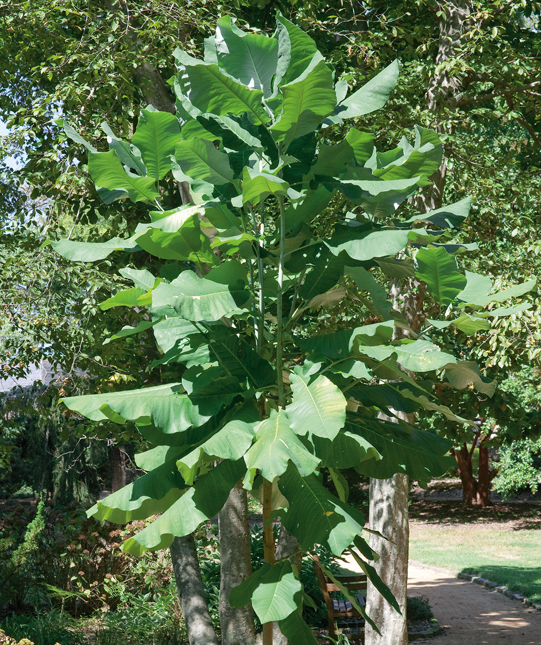 Bigleaf Magnolia planted in a landscape, large oblong wavy looking dark green leaves on a tannish colored trunk