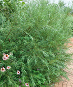 Close up of Dwarf Arctic Willow, long wispy branching covered in long thin green foliage