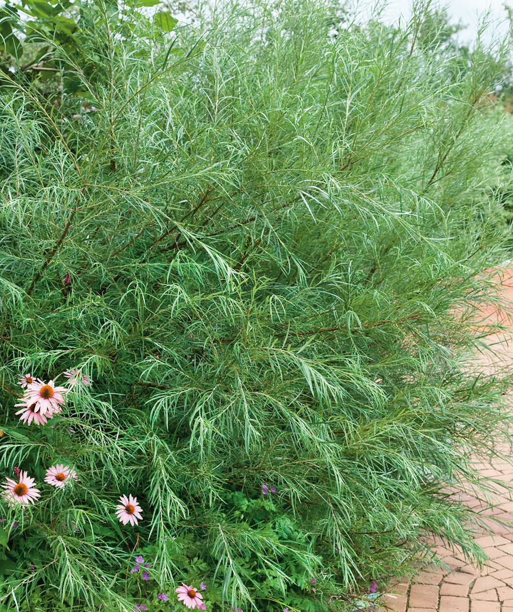 Close up of Dwarf Arctic Willow, long wispy branching covered in long thin green foliage