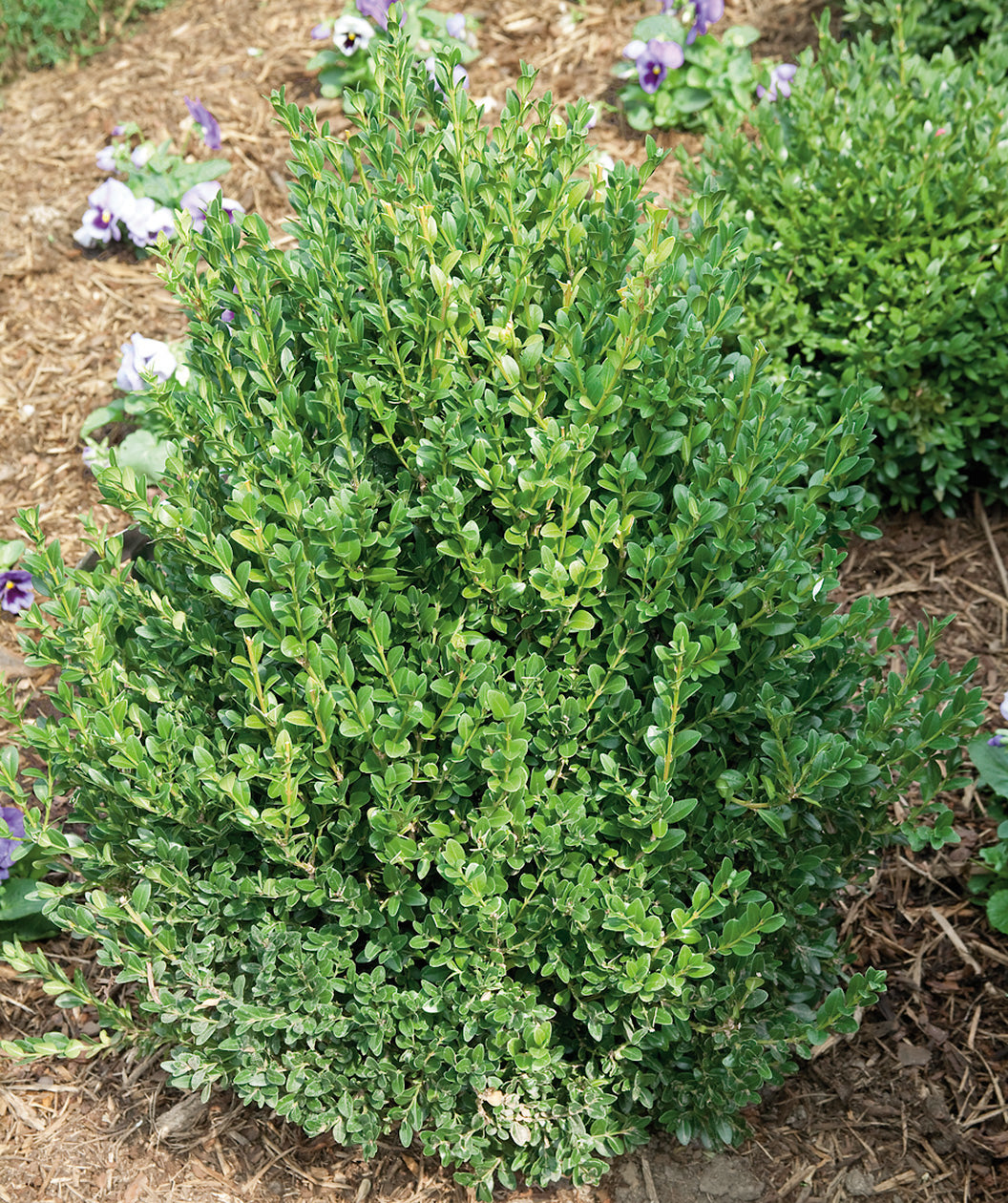 Close up of Green Mountain Boxwood planted in a landscape, upright almost pyramidal growing evergreen shrub with small round green foliage