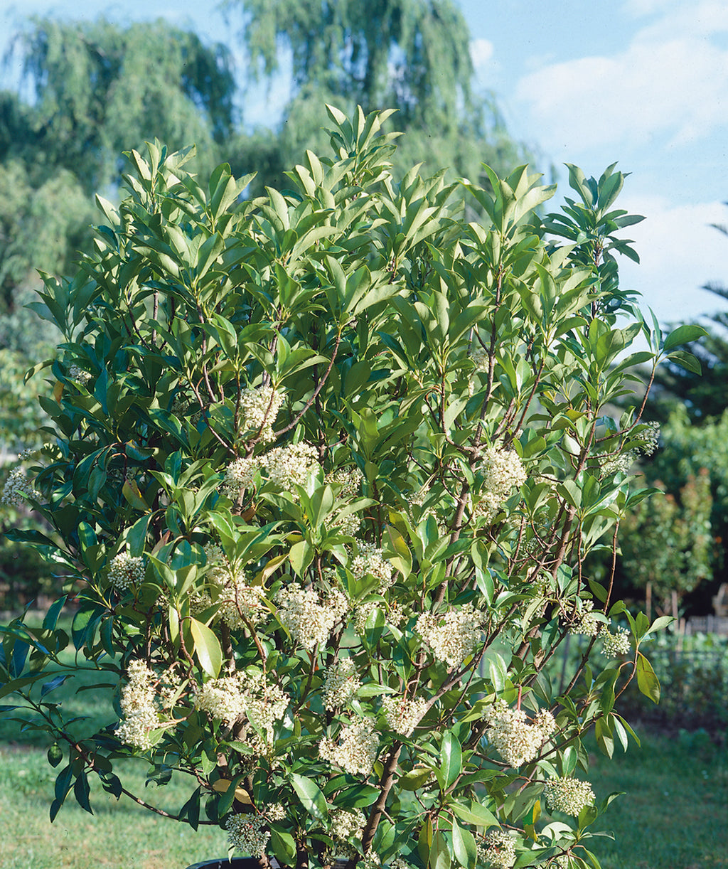 Close up of Sweet Viburnum, clusters of small off white flowers emerging from glossy dark green conical shaped foliage