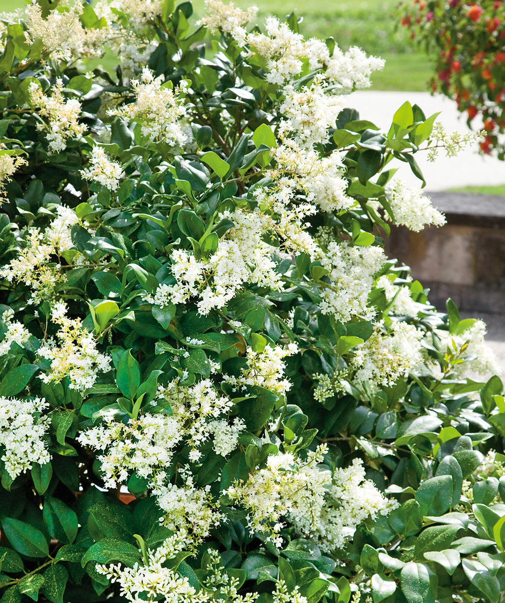 Close up of Japanese Pivet flowers and foliage, clusters of small white flowers emerging from dark green conical shaped foliage