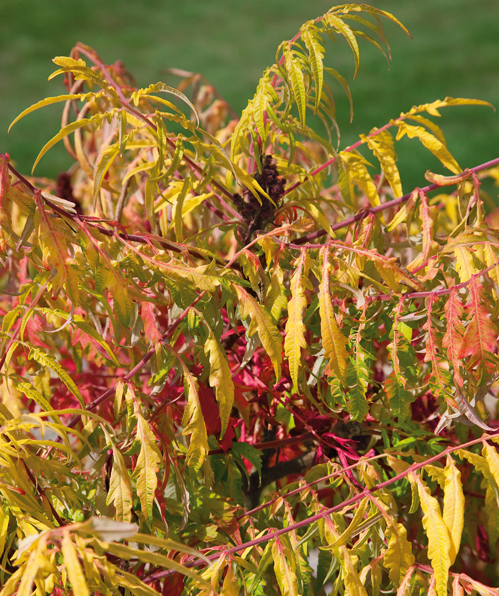 Close up of Tiger Eyes Staghorn Sumac fall colored foliage, in fall the uniquely shaped leaves turn to shade of yellows, oranges, and even pinks