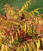 Close up of Tiger Eyes Staghorn Sumac fall colored foliage, in fall the uniquely shaped leaves turn to shade of yellows, oranges, and even pinks
