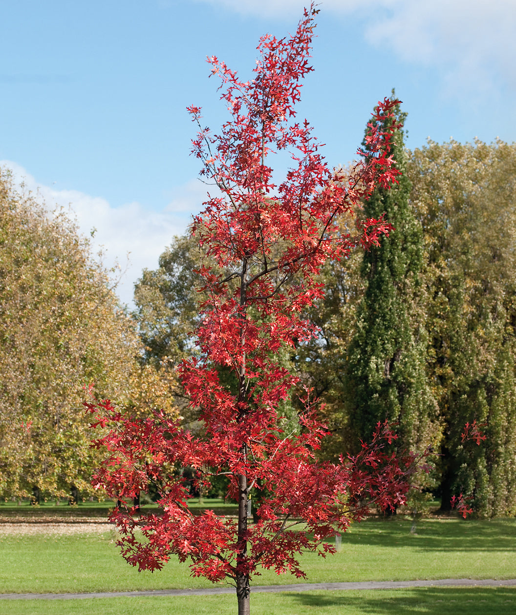 Northern Pin Oak planted in a fall landscape, in fall the green leaves of this tree turn to stunning shades of red