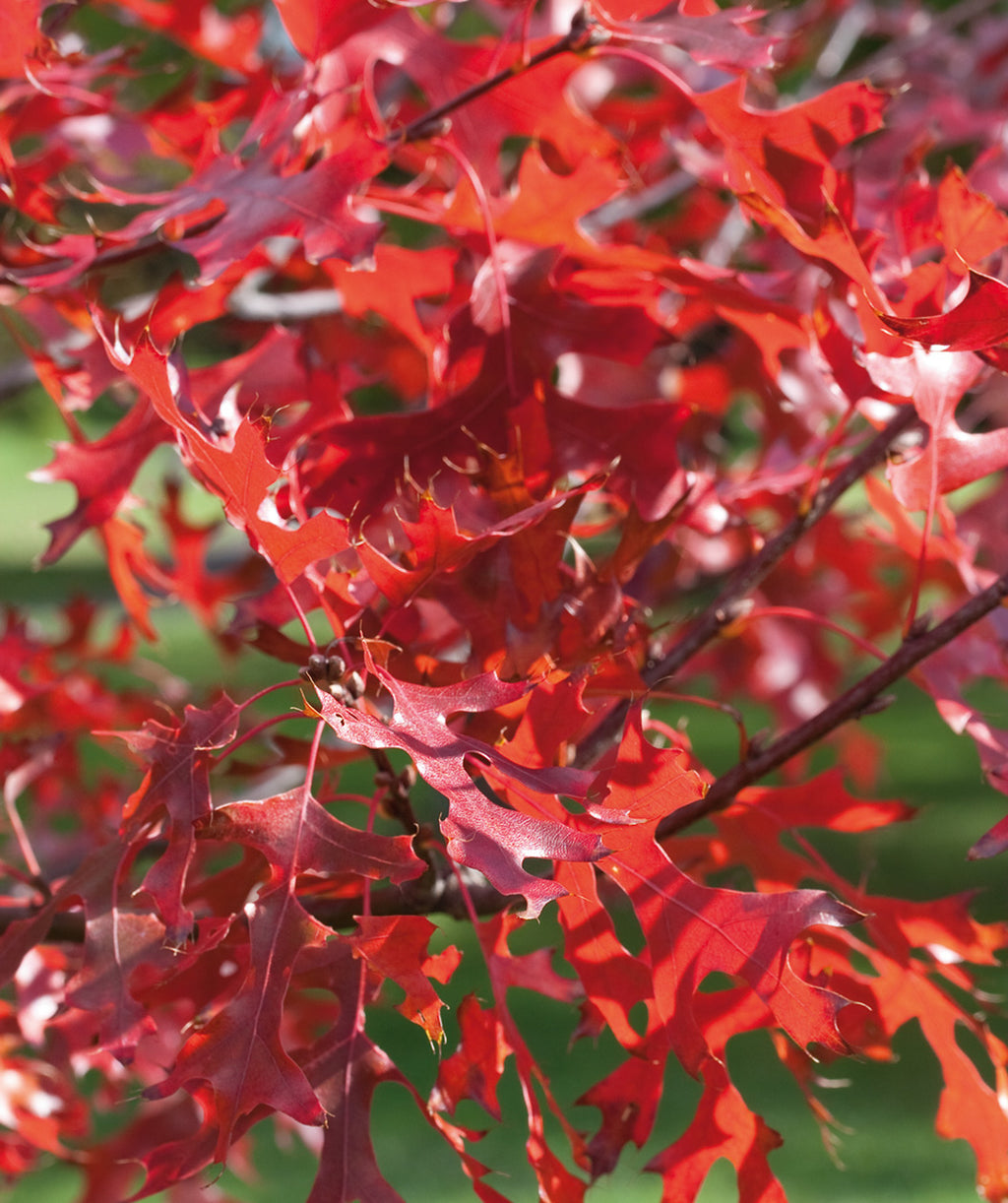 Close up of Northern Pin Oak fall leaves, in fall the green leaves of this tree turn to stunning shades of red