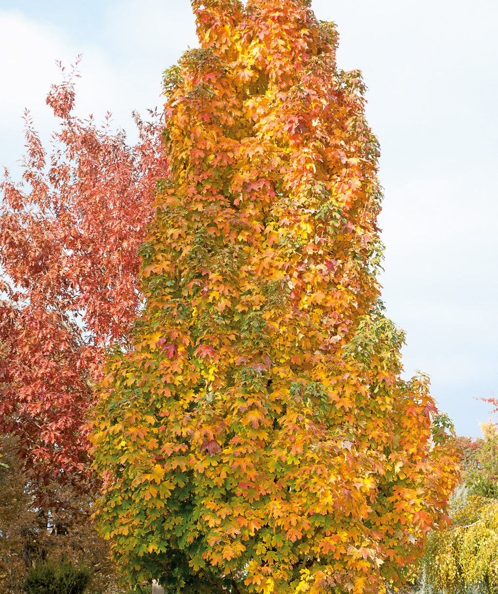 Close up of Columnar Norway Maple fall foliage, green, yellow, orange, and red colored fall foliage on upright branching