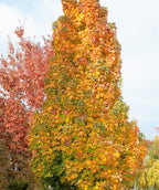 Close up of Columnar Norway Maple fall foliage, green, yellow, orange, and red colored fall foliage on upright branching