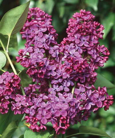 Close up of Ludwig Spaeth Lilac Flowers, clusters on small purple flowers on green stems
