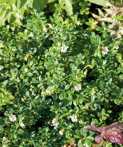 Close up of Massachusetts Bearberry flowers and foliage, small white bell shaped flowers emerging from small green oval shaped evergreen foliage