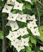 Close up of Milky Way Kousa Dogwood flowers, milky white four-petaled flowers resembling the letter x emerging from green conical shaped leaves
