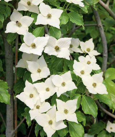 Close up of Milky Way Kousa Dogwood flowers, milky white four-petaled flowers resembling the letter x emerging from green conical shaped leaves