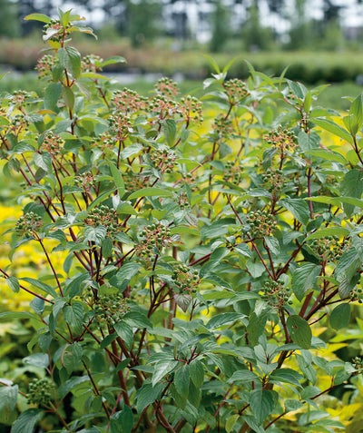 Close up of Bailey Red Twig Dogwood, small round green berries emerging from green conical shaped foliage on red colored branches