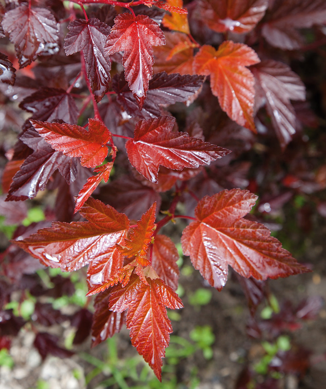 Close up of Coppertina Ninebark new growth foliage, orange-red colored foliage
