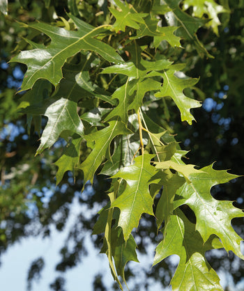 Close up of Nuttall Oak leaves, shiny dark green to green lobed leaves