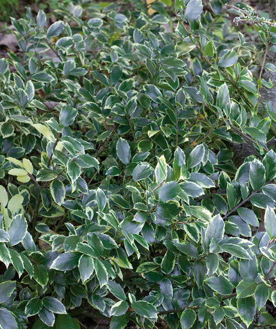 Honey Maid Holly, green foliage with light yellow edges