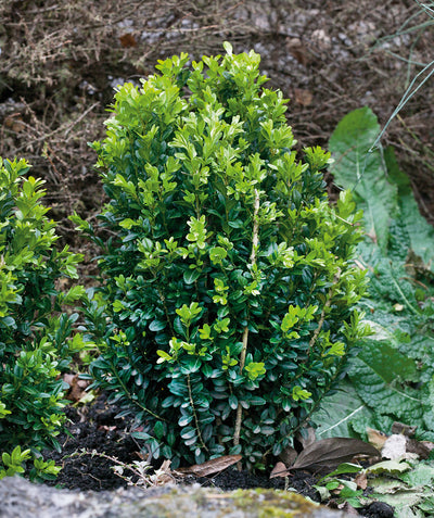 Green Pillar Boxwood planted in a landscape, upright growing evergreen shrub with dark green to light green small conical shaped foliage