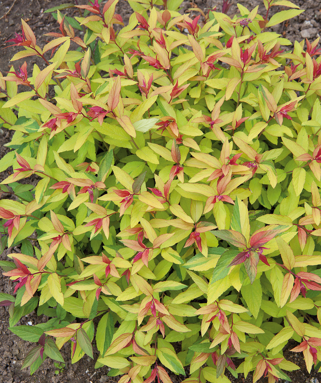 Goldflame Spirea planted in a landscape, pale green to yellow colored conical shaped foliage with red colored new growth