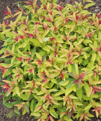 Goldflame Spirea planted in a landscape, pale green to yellow colored conical shaped foliage with red colored new growth