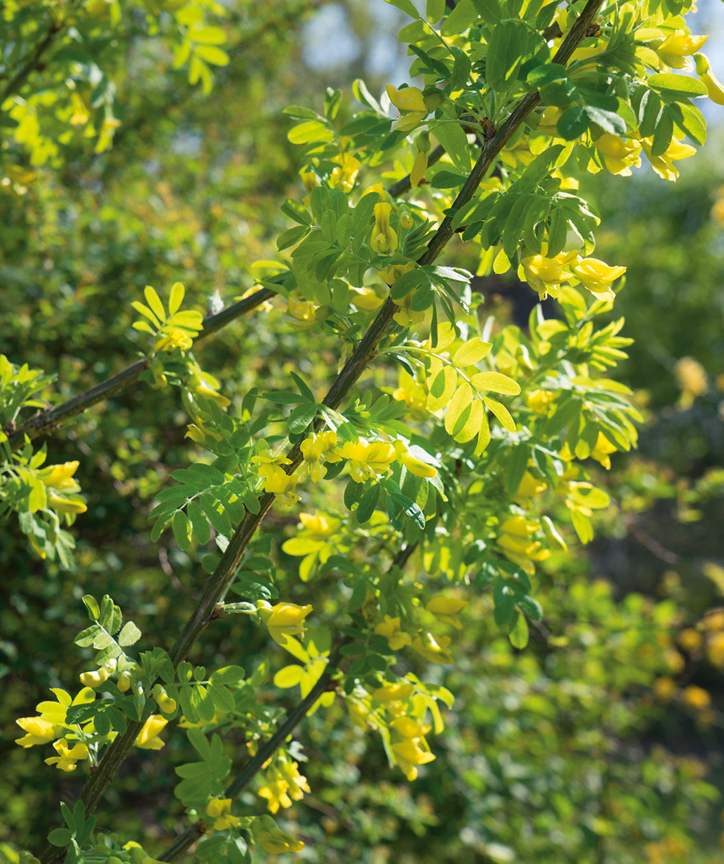 Close up of Siberian Peashrub foliage, small bright yellow flowers emerging from small green oval shaped leaves
