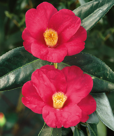 Close up of Korean Fire Camellia, dark pink flowers with yellow centers on dark green waxy foliage