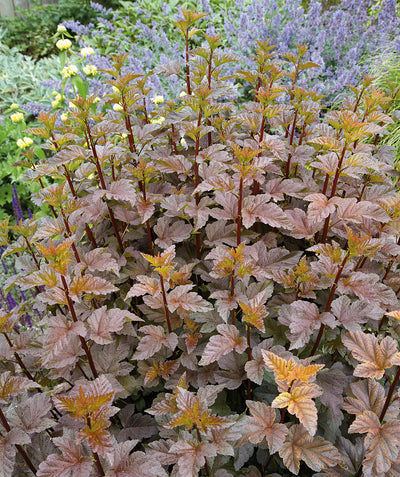 Close up of Coppertina Ninebark, copper colored foliage on red stems