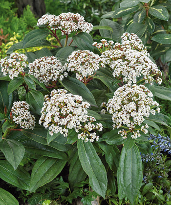 Close up of David Viburnum flowers and foliage, round clusters of small white flowers emerging from green oblong oval shaped foliage