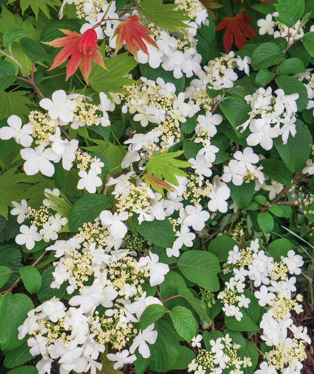 Close up of Marie's Doublefile Viburnum foliage, small white flowers emerging from green conical shaped leaves