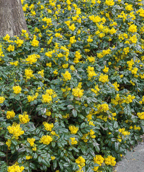 Oregon Grape