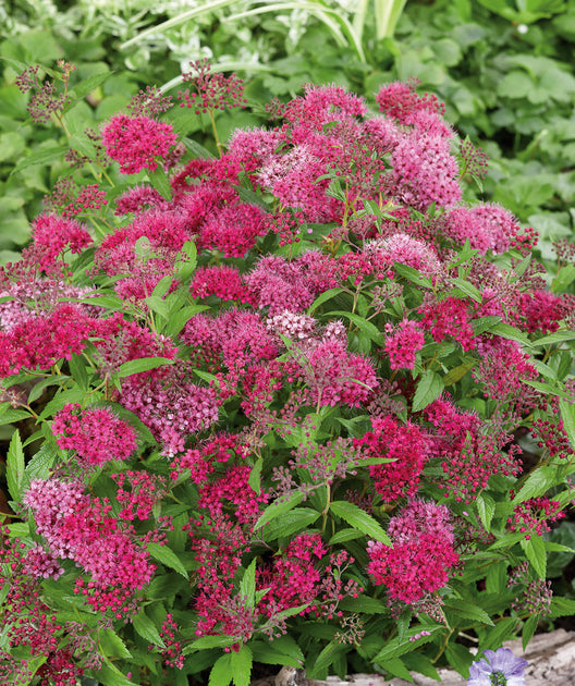 Anthony Waterer Spirea | Bower & Branch