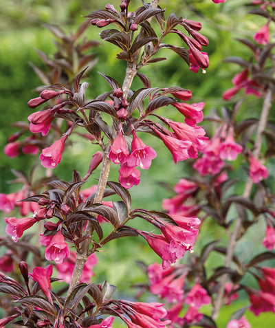 Close up of Wine & Roses Weigela, small dark pink tubular flowers emerging from purple conical shaped foliage