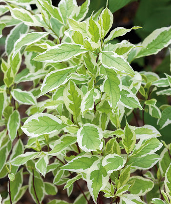 Close up of Ivory Halo Dogwood foliage, conical shaped leaves that have green centers and white edges emerging from dark red stems
