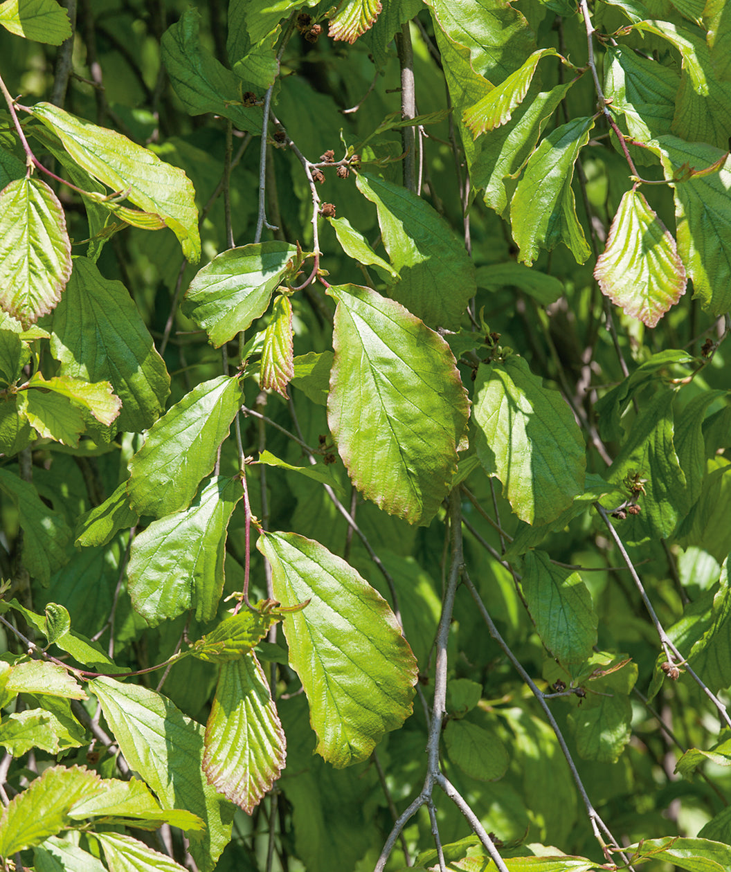Close up of Weeping Persian Ironwood foliage, mostly conical shaped light green leaves with purplish colored edges on weeping branches
