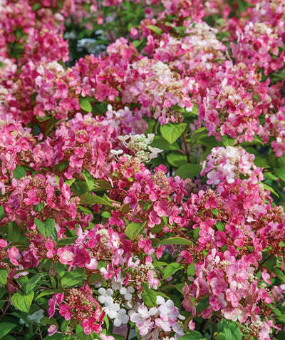 Close up of Little Quick Fire Hydrangea, lots of big clusters of small dark pink and white flowers emerging from green conical shaped foliage