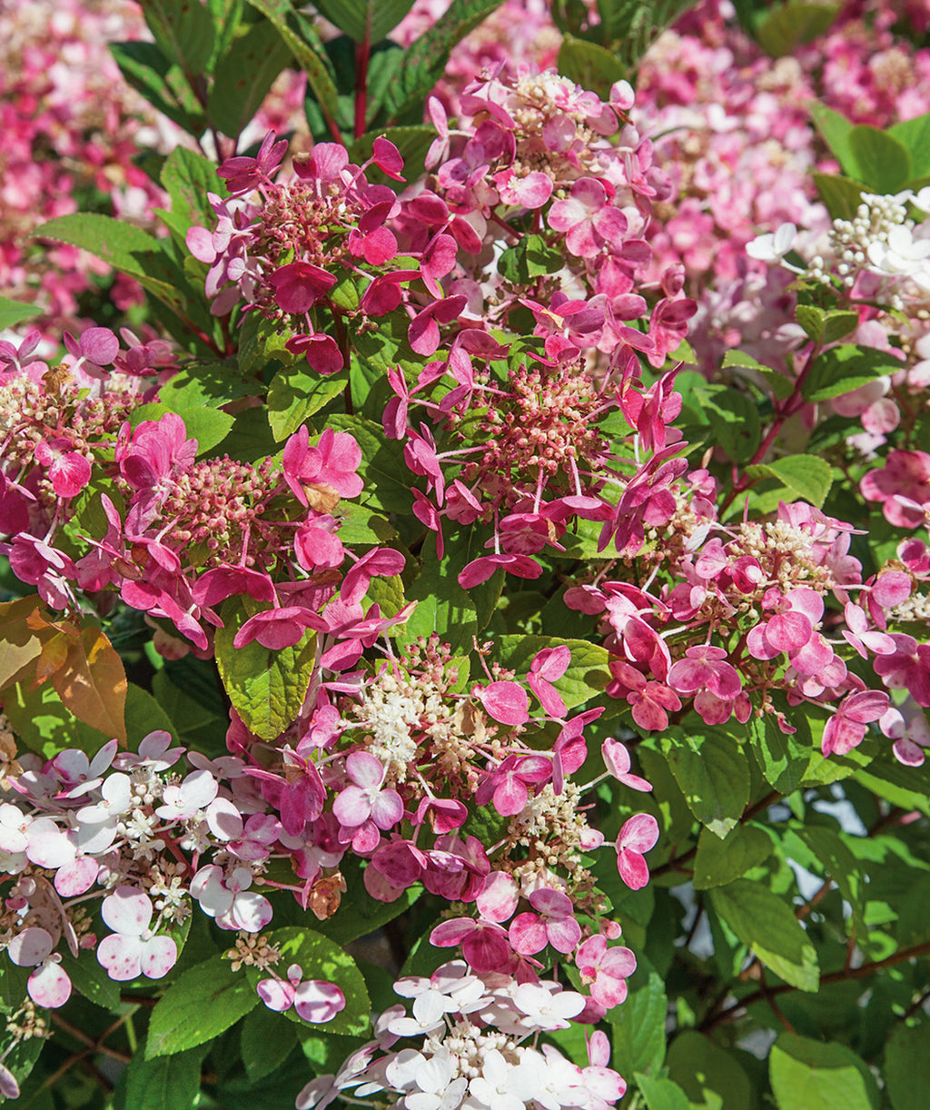 Close up of Little Quick Fire Hydrangea, lots of big clusters of small dark pink and white flowers emerging from green conical shaped foliage