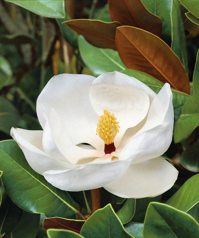 Close up of Claudia Wannamaker Southern Magnolia flower, beautiful white fragrant flower emerging above shiny green leaves with fuzzy tan-brown undersides