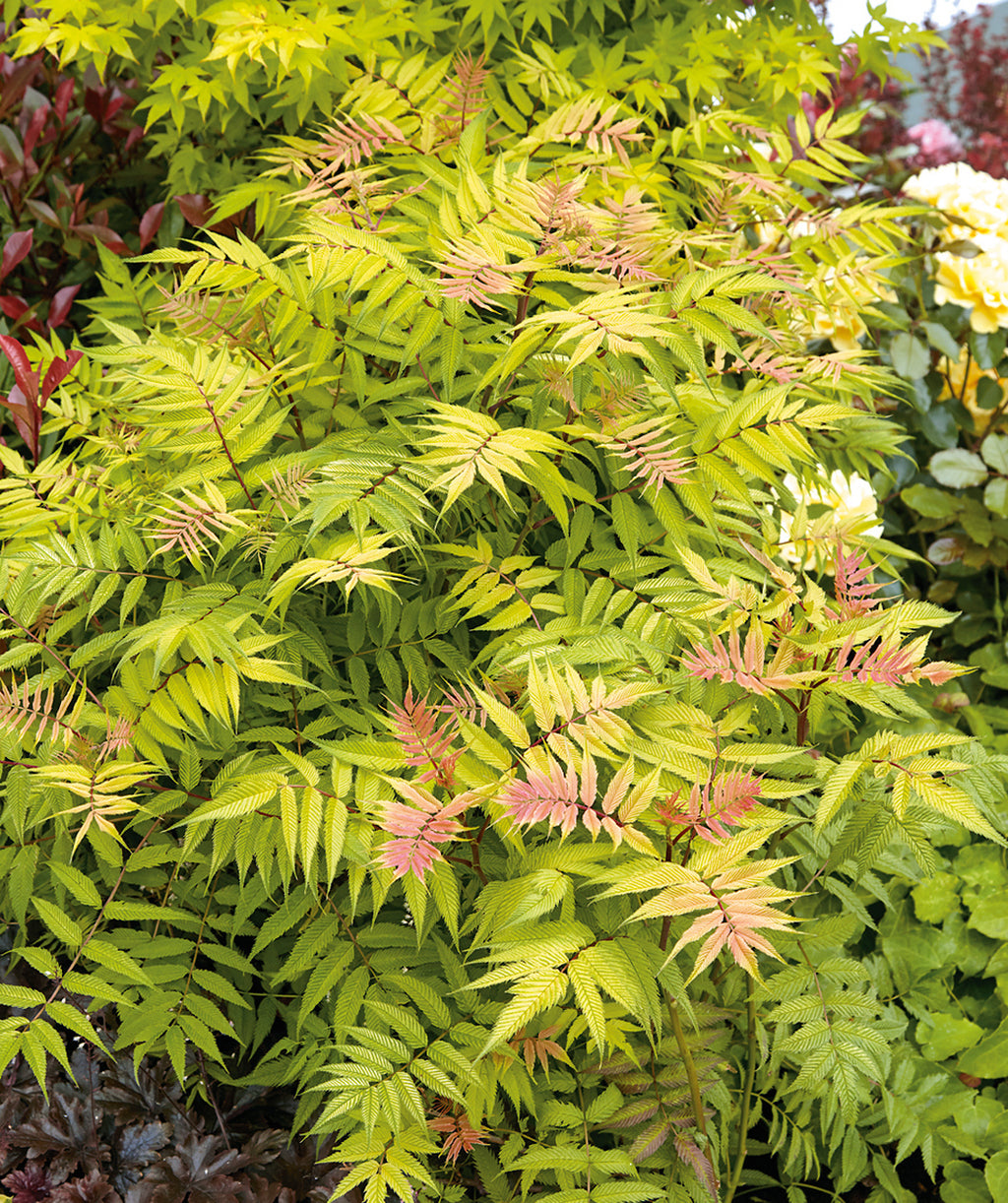 Sem False Spirea planted in a landscape, narrow conical shaped crinkled looking leaves that are yellow-green and red in color