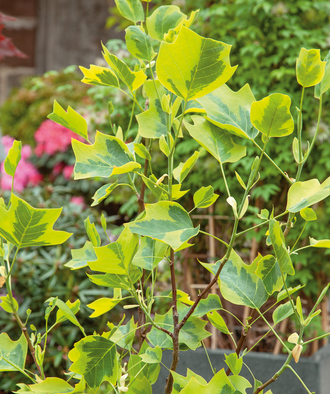 Close up of Variegated Tulip Tree leaves, leaves that resemble a dinosaurs foot that is dark green in the center and a lighter green on the outside