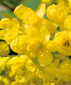 Close up of Oregon Grape Mahonia flowers, various small bright yellow flowers