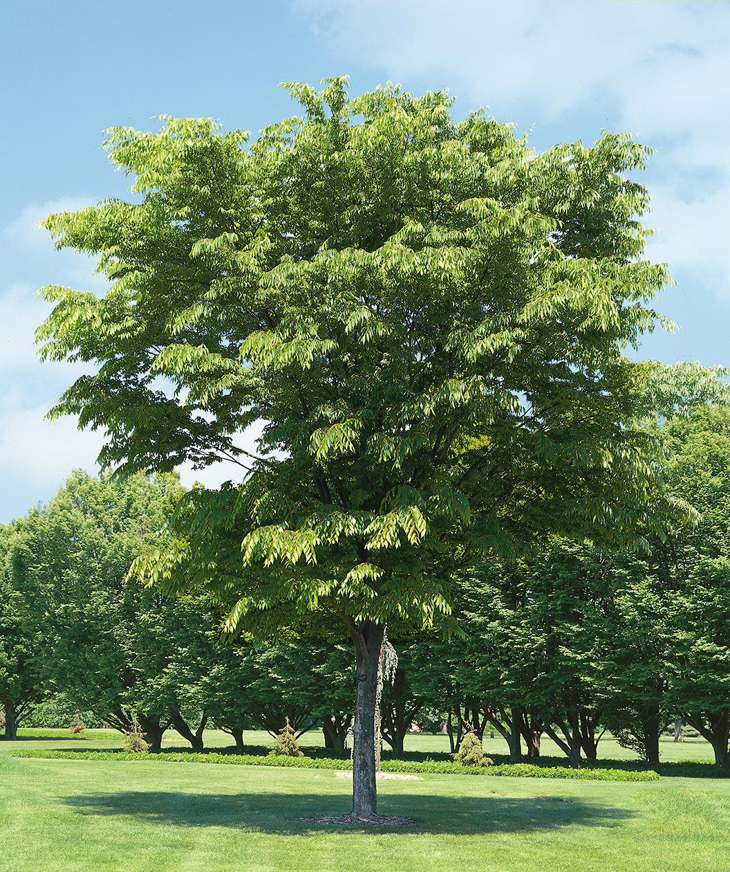 Village Green Zelkova planted in a landscape, slightly upright branching with lush green leaves