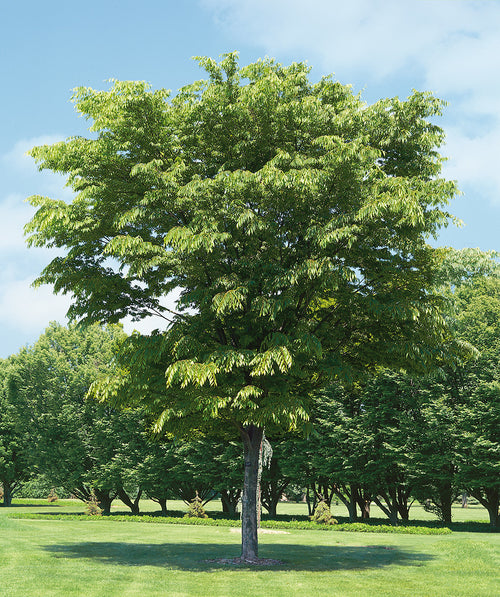 Village Green Zelkova planted in a landscape, slightly upright branching with lush green leaves